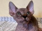 Gizmo - Bambino Kitten For Sale - 
