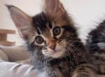 Maine Coon EZ Elif - Maine Coon Kitten For Sale - New York, NY, US