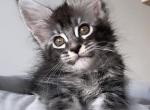 Maine Coon EZ Elektra - Maine Coon Kitten For Sale - New York, NY, US
