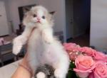 Seal bicolor girl - Ragdoll Kitten For Sale - Fontana, CA, US