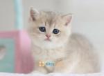 Luna  Ay12 - British Shorthair Kitten For Sale - New York, NY, US