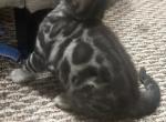 Bengal kittens - Bengal Kitten For Sale - Battle Ground, WA, US