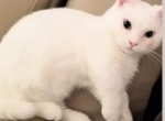 Munchkin Maddox - Munchkin Cat For Sale - Baton Rouge, LA, US