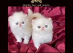 Kingsley Sage and Ivy - Persian Kitten For Sale - Pasadena, CA, US