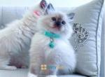 Lily - Ragdoll Kitten For Sale - Jersey City, NJ, US