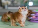 Blair - Scottish Straight Kitten For Sale - Bensalem, PA, US
