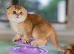 Beatrice - Scottish Fold Kitten For Sale - 