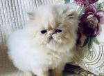 Bebe kittens - Persian Kitten For Sale - 