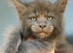 Oliver - Maine Coon Kitten For Sale - Hollywood, FL, US