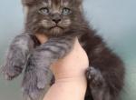 Max - Maine Coon Kitten For Sale - Hollywood, FL, US