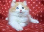 Galaxy - Siberian Kitten For Sale - San Jose, CA, US