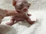 Babydoll - Bambino Kitten For Sale - Wilmington, MA, US