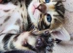 Butter Bengal Girl - Bengal Kitten For Sale - FL, US
