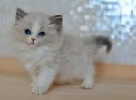 Wally - Ragdoll Kitten For Sale - Miami, FL, US