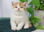 Don Juan - British Shorthair Kitten For Sale - Hollywood, FL, US