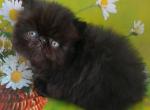 Stepashka - Persian Kitten For Sale - Norwalk, CT, US