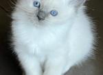 Pop a Blue Mitted Female Ragdoll - Ragdoll Kitten For Sale - Columbia, PA, US