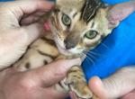 Girl UPDATE sold flying to TX - Bengal Kitten For Sale - Jacksonville, FL, US