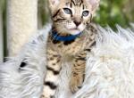 Simba - Savannah Kitten For Sale - Bradenton, FL, US
