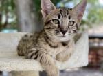 Samson - Savannah Kitten For Sale - Bradenton, FL, US