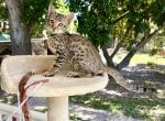 Moses - Savannah Kitten For Sale - 