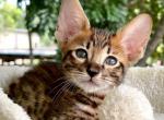 Tiger - Savannah Kitten For Sale - Bradenton, FL, US