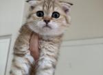 Nala - Scottish Fold Kitten For Sale - Las Vegas, NV, US