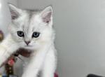 Sky - British Shorthair Kitten For Sale - Las Vegas, NV, US