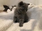 Litter ready - British Shorthair Kitten For Sale - Oregon City, OR, US