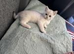 Robert - British Shorthair Kitten For Sale - Northridge, CA, US