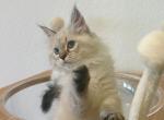 Litter E Kittens Available - Siberian Kitten For Sale - Rosenberg, TX, US