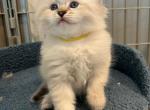 Litter E Girl Kittens Available - Siberian Kitten For Sale - Rosenberg, TX, US