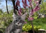 Tom - Maine Coon Kitten For Sale - Ludlow, VT, US