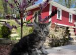 Tim - Maine Coon Kitten For Sale - Ludlow, VT, US