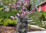 Bars - Maine Coon Kitten For Sale - Ludlow, VT, US