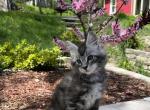 Sam - Maine Coon Kitten For Sale - Ludlow, VT, US