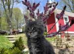 Bob - Maine Coon Kitten For Sale - Ludlow, VT, US
