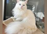 Albert - Siberian Cat For Sale - 