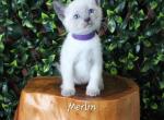 Merlin - Siamese Kitten For Sale - Anza, CA, US