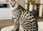 Lily - Savannah Kitten For Sale - 