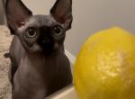 Bambino male cat with gold eyes - Bambino Kitten For Sale - Miami, FL, US