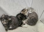 Purebred Siberian - Siberian Cat For Sale - Rosemount, MN, US