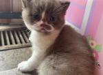 Splash - British Shorthair Kitten For Sale - Hershey, PA, US