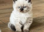 British - British Shorthair Kitten For Sale - Fort Worth, TX, US