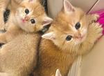 Golden Shaded kittens ready in June - British Shorthair Kitten For Sale - 