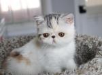 Silvie - Exotic Kitten For Sale - Boiling Springs, PA, US