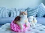 Mi Amore ny12 gold chinchilla - British Shorthair Kitten For Sale - Fairfax, VA, US