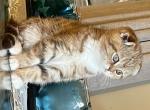 Mia - Scottish Fold Kitten For Sale - Clifton, NJ, US