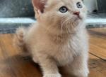 Orange - Scottish Straight Kitten For Sale - Clackamas, OR, US