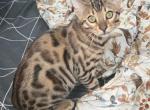 Male Bengal kitten - Bengal Kitten For Sale - York, PA, US